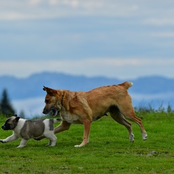 2019-08 Savoie/La Tuile/DSC_1994.JPG